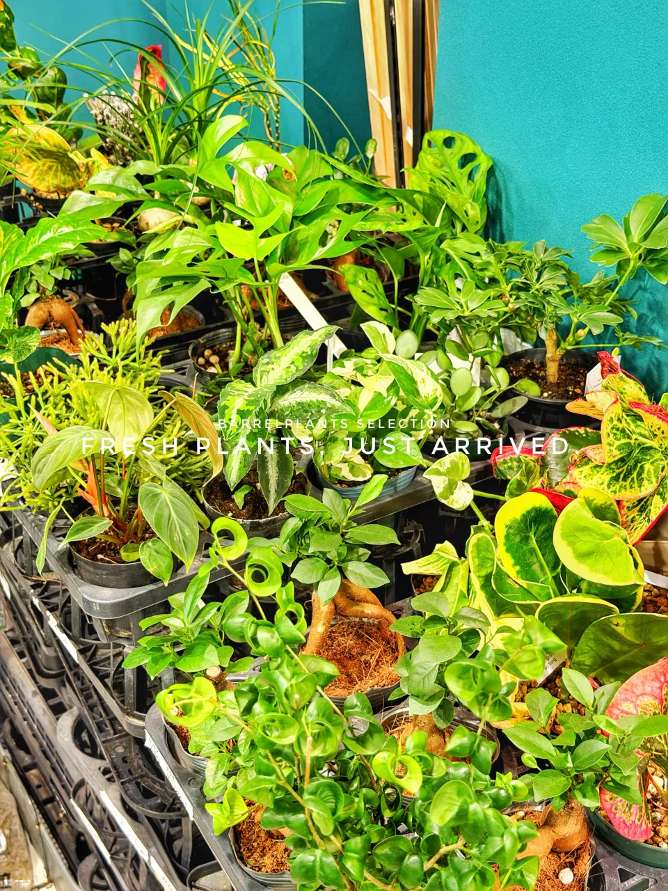 【また、植物でパンパンになりました。