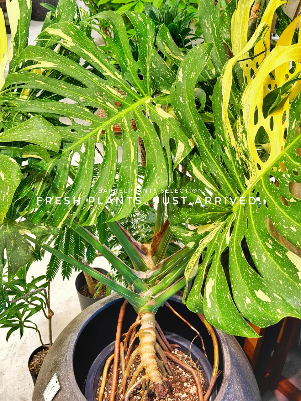 【また、植物でパンパンになりました。