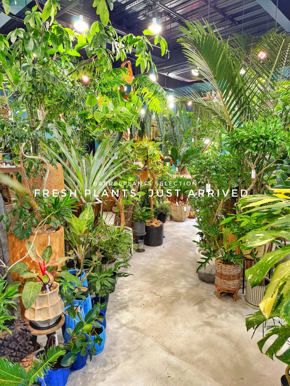 【また、植物でパンパンになりました。