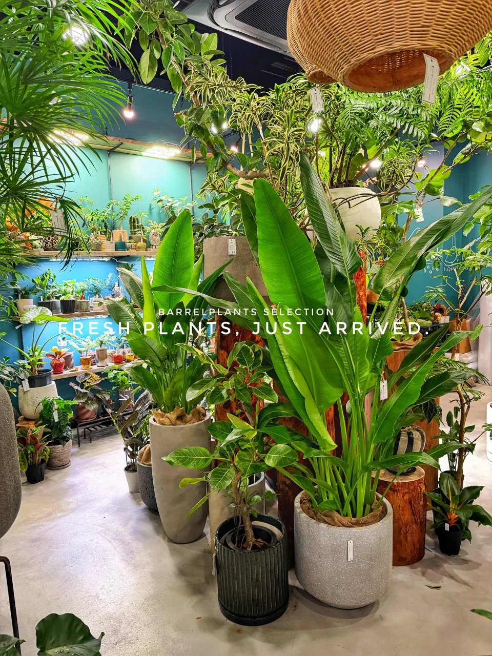 【また、植物でパンパンになりました。