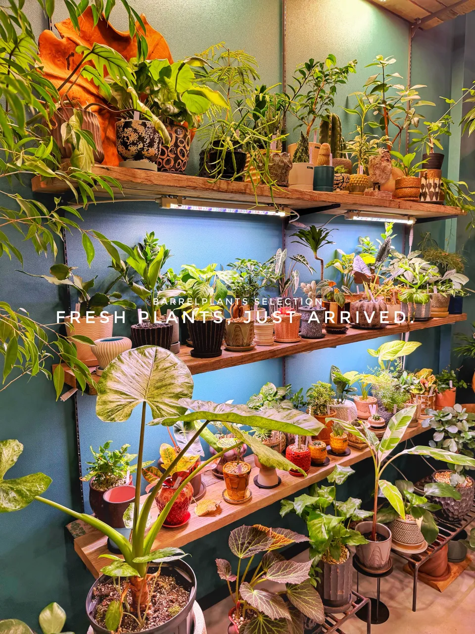 【また、植物でパンパンになりました。