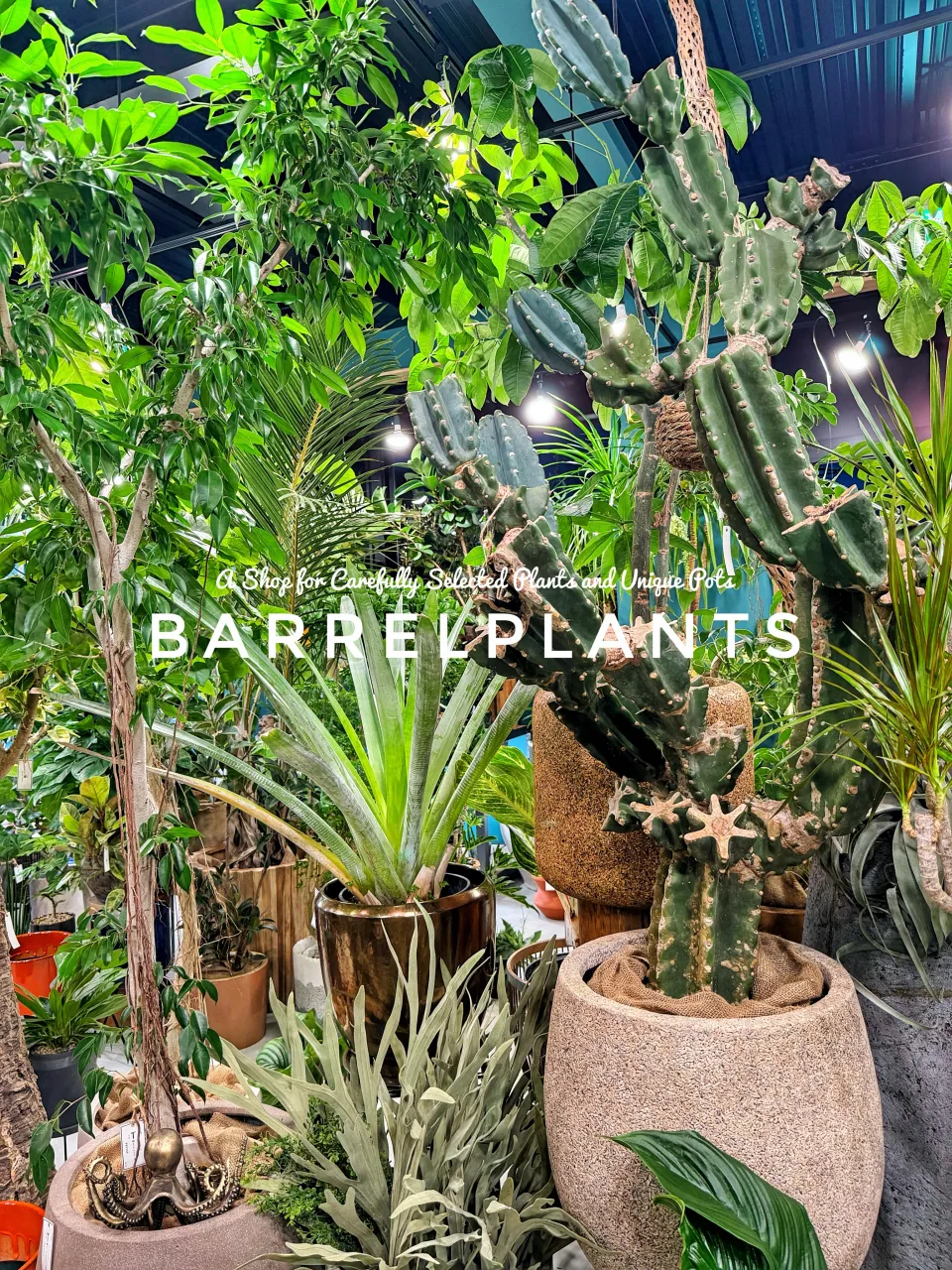 植物に囲まれる、ちょっと特別な空間。