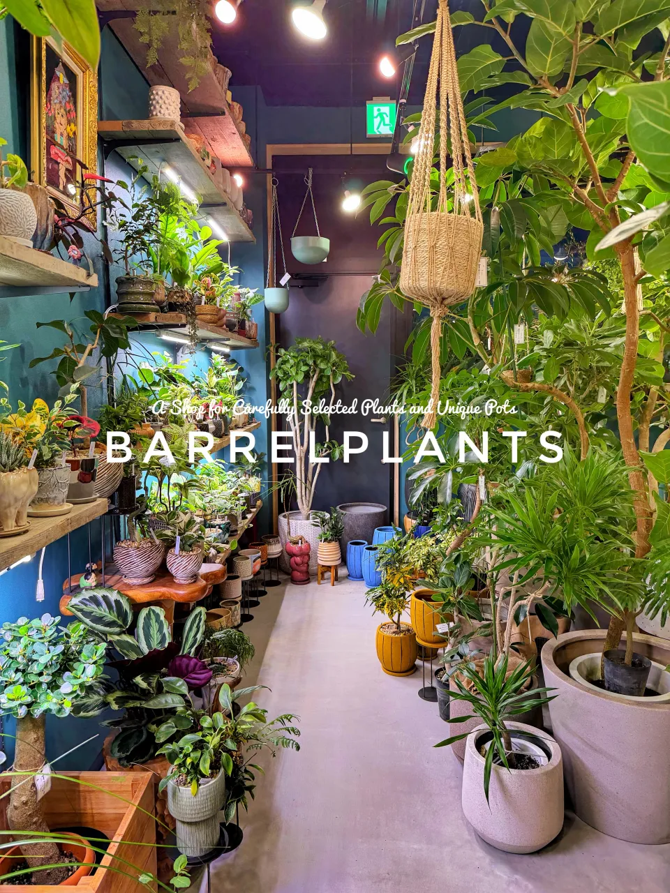 植物に囲まれる、ちょっと特別な空間。
