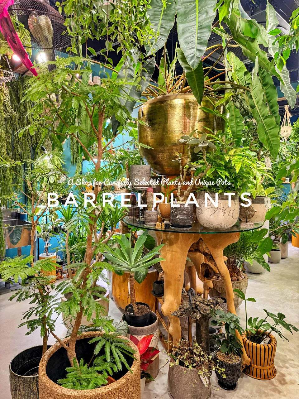 植物に囲まれる、ちょっと特別な空間。