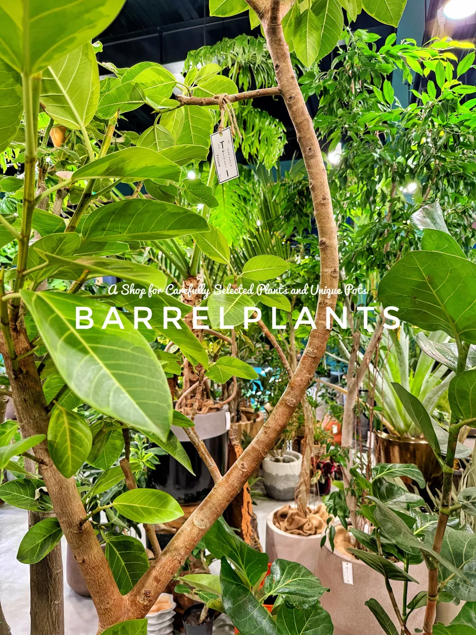 植物に囲まれる、ちょっと特別な空間。