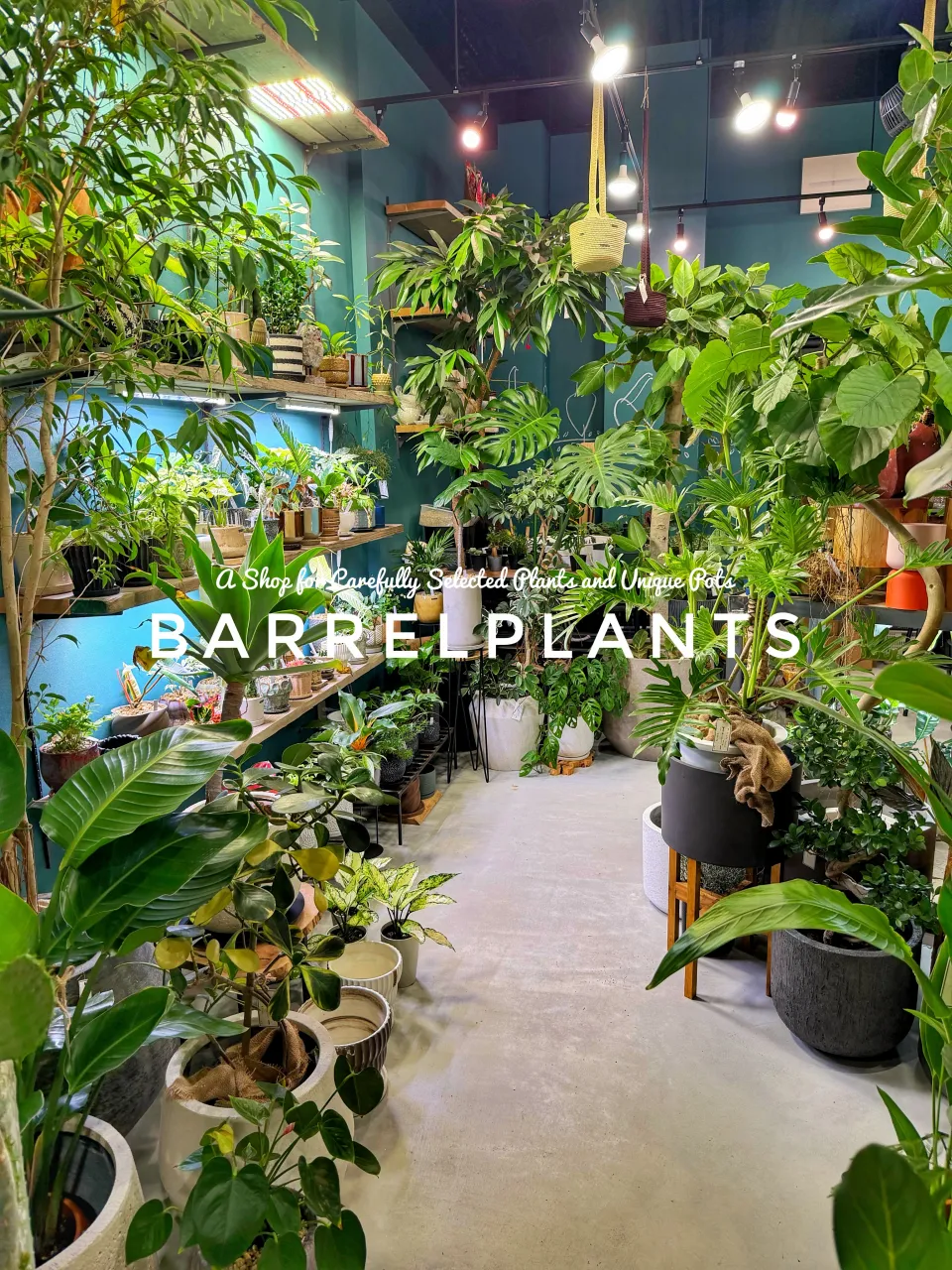 植物に囲まれる、ちょっと特別な空間。