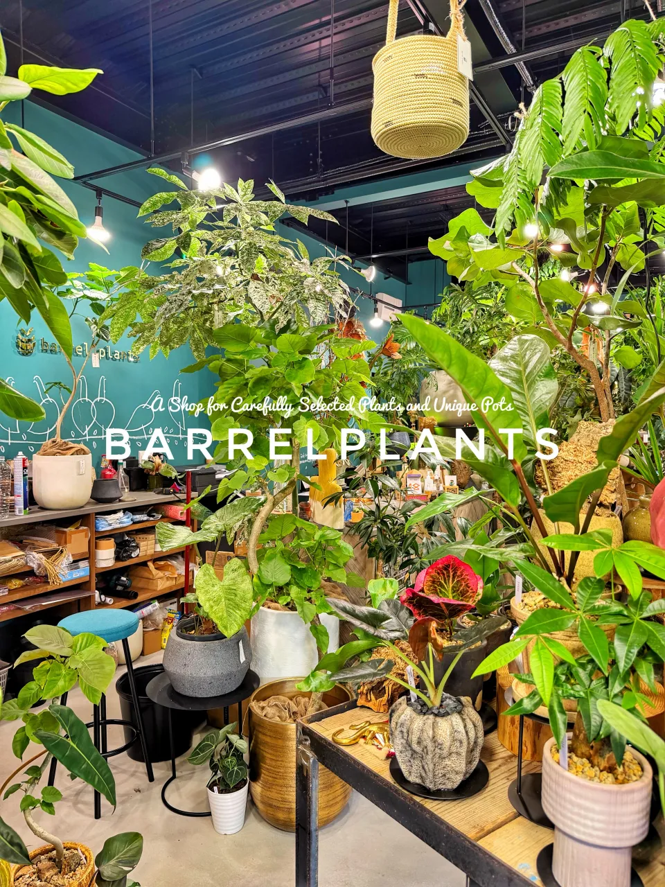 植物に囲まれる、ちょっと特別な空間。