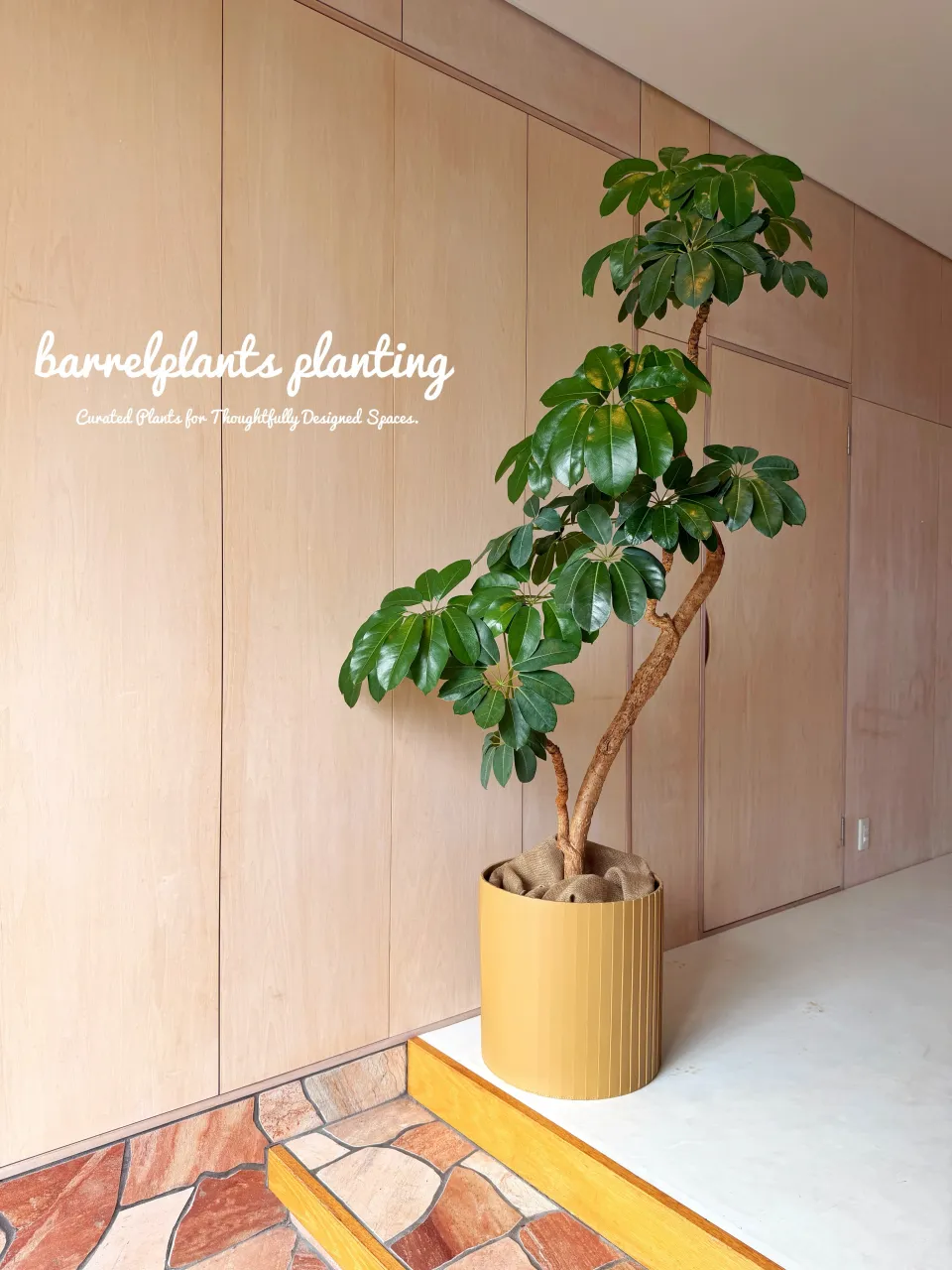 植物ひとつで、空間はここまで変わる。