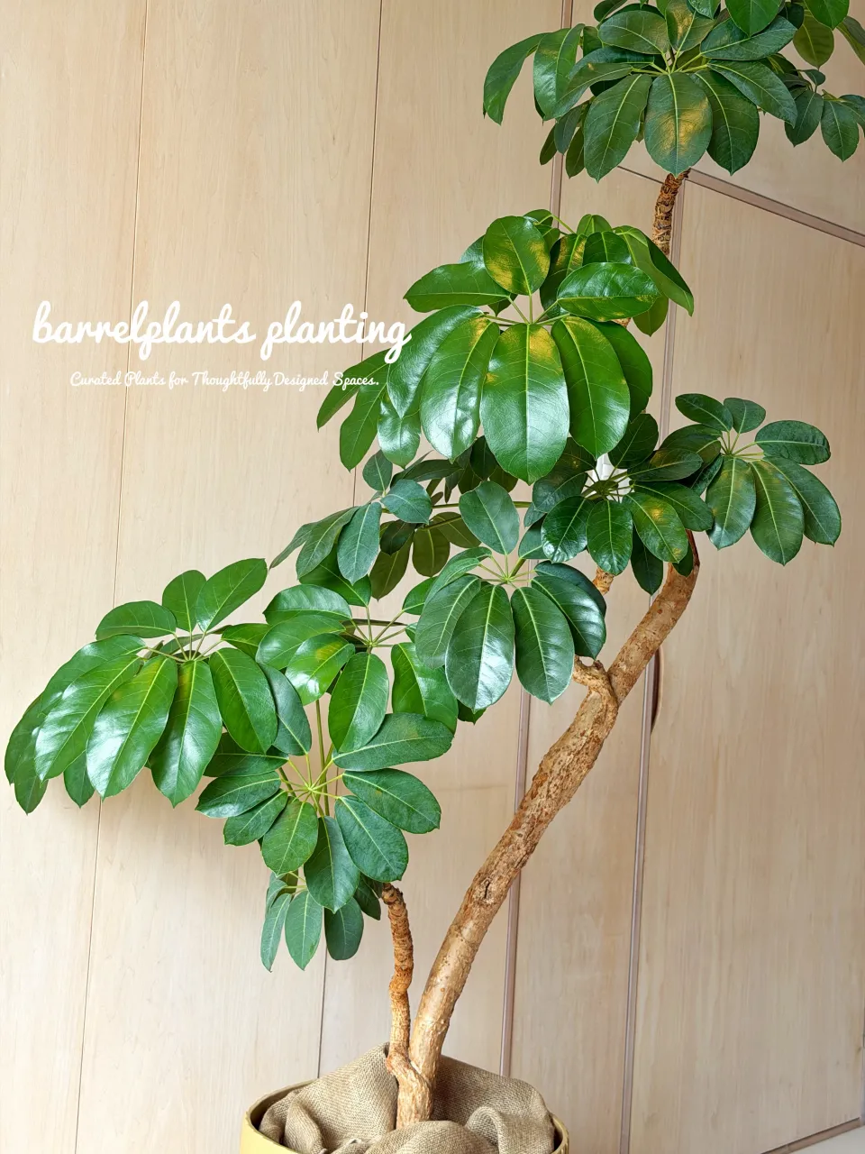 植物ひとつで、空間はここまで変わる。