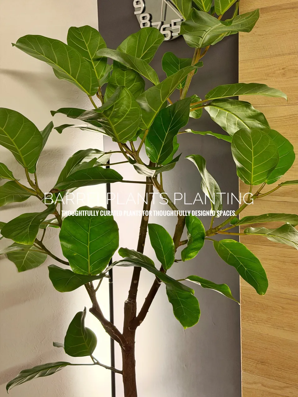 植物ひとつで、空間はここまで変わる。