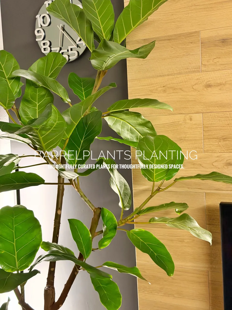 植物ひとつで、空間はここまで変わる。