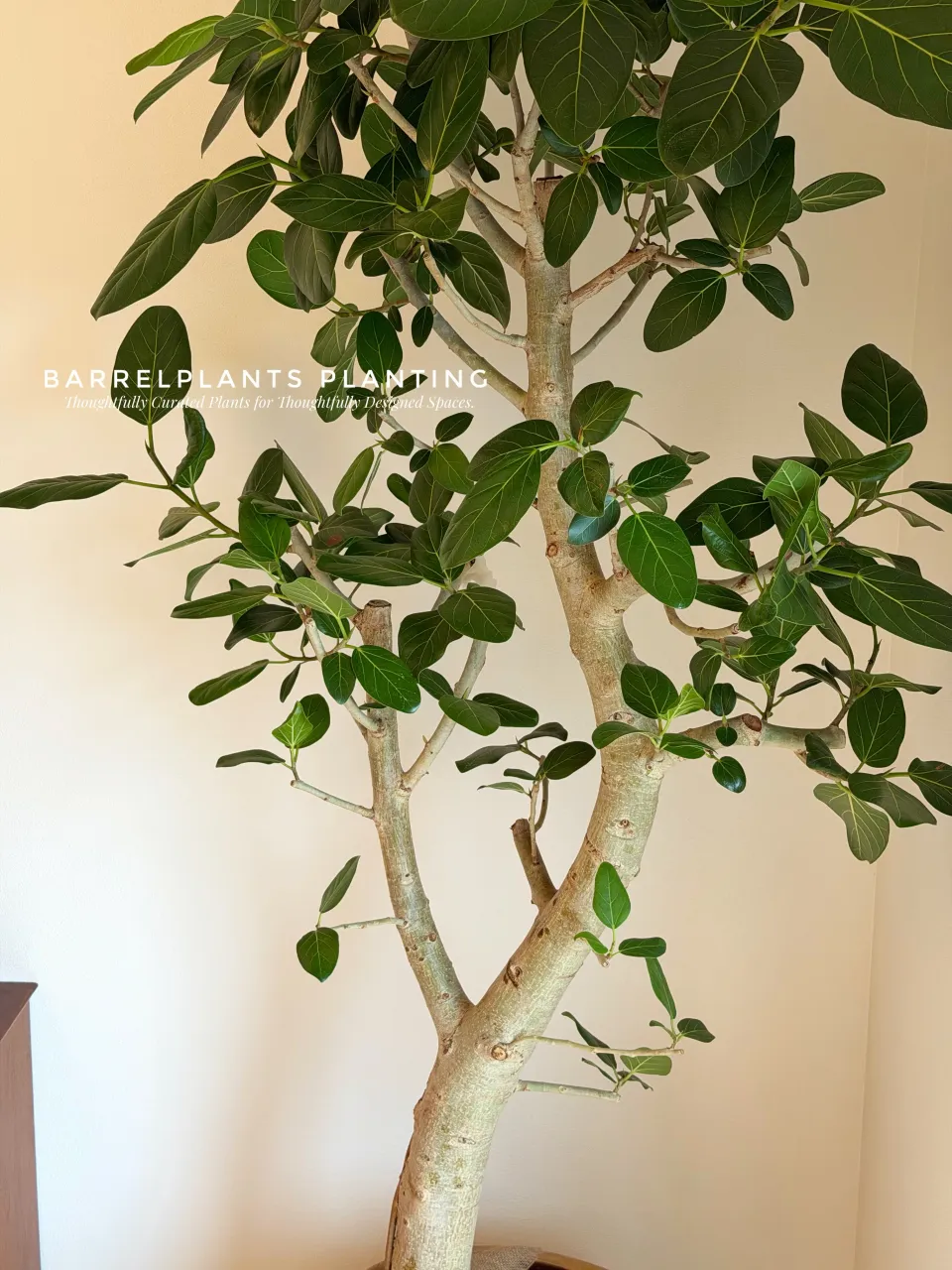 植物ひとつで、空間はここまで変わる。