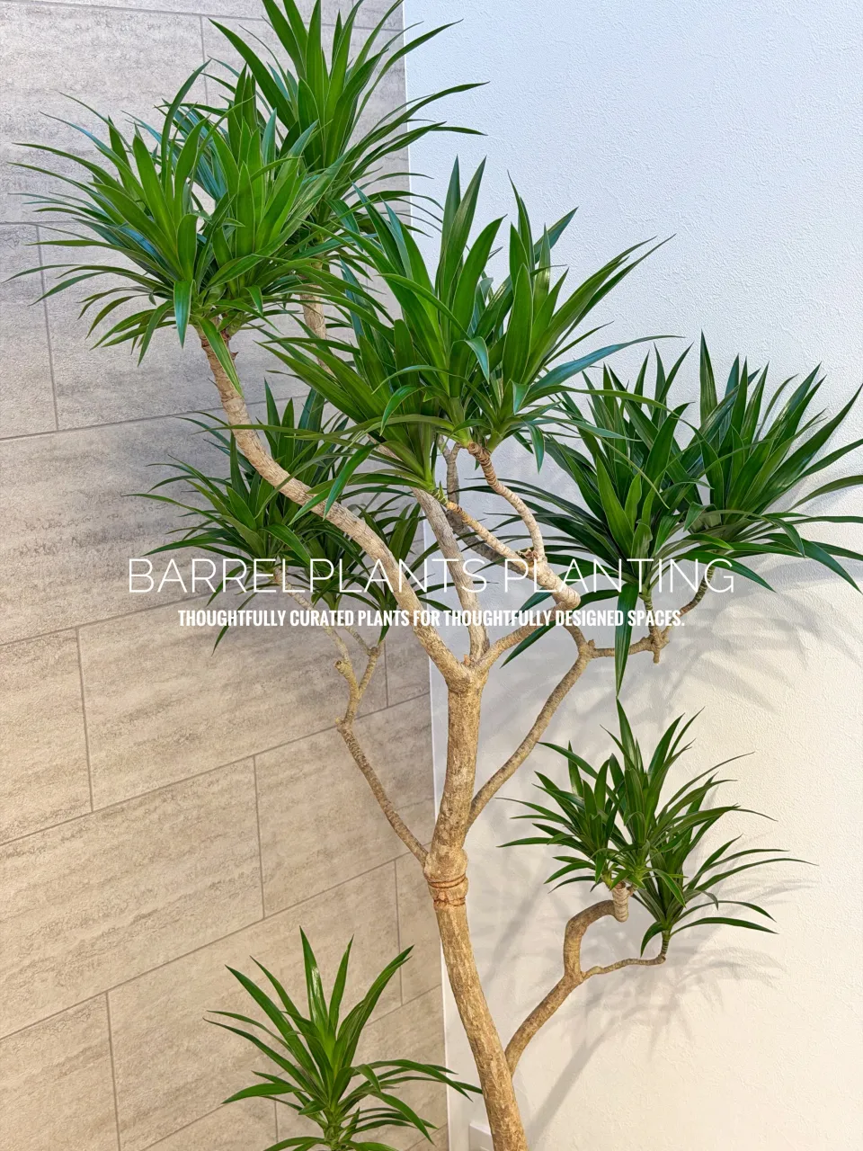 植物ひとつで、空間はここまで変わる。