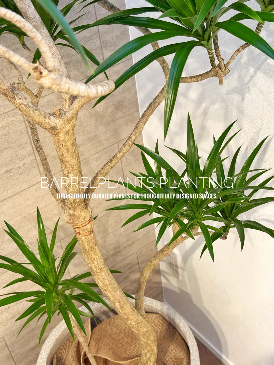 植物ひとつで、空間はここまで変わる。