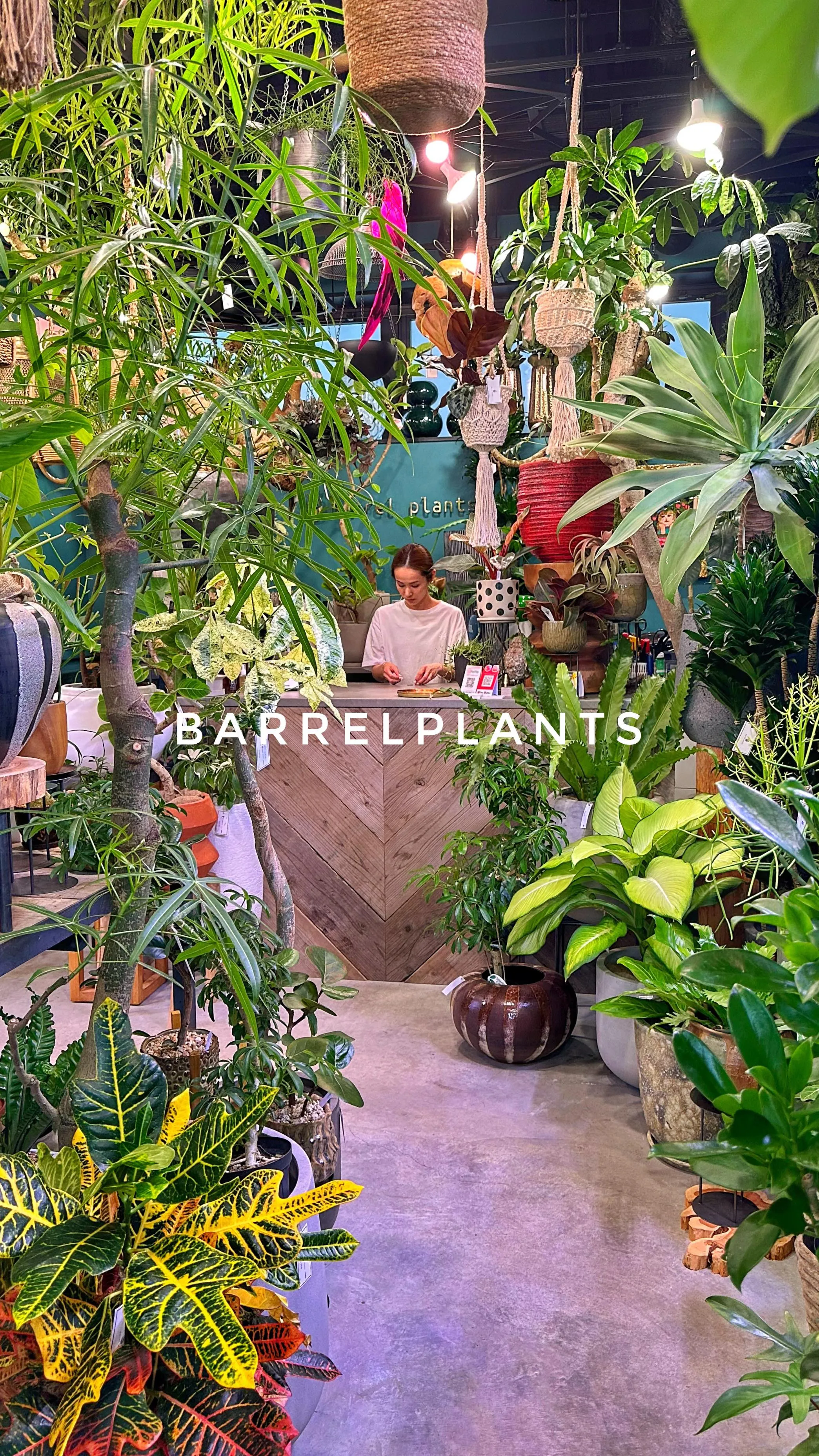 【あなたのお家におきたい植物が見つかるお店、バーレルプランツ...