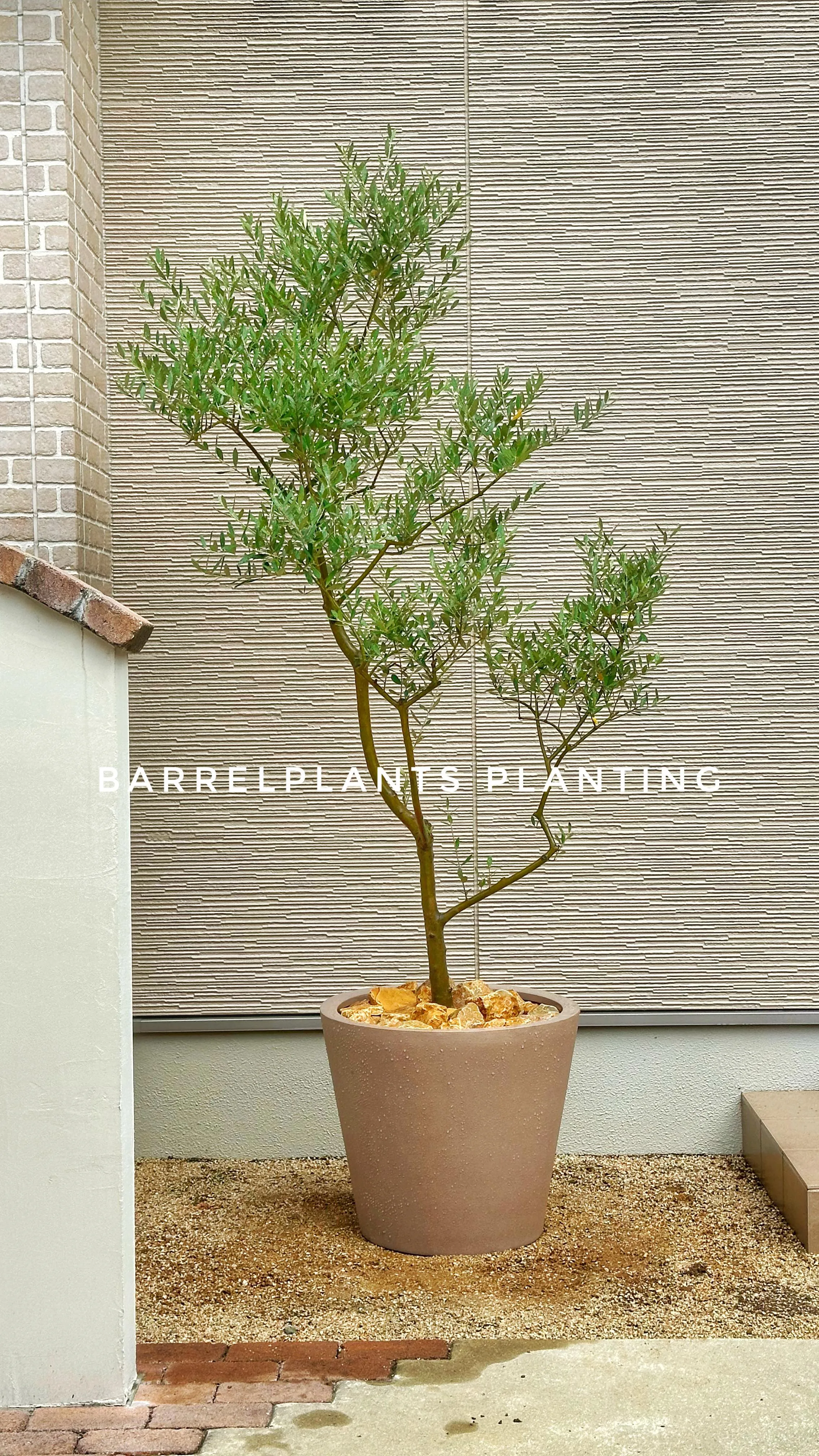 【こだわりのオリーブを、あなたの庭に植えませんか？barre...