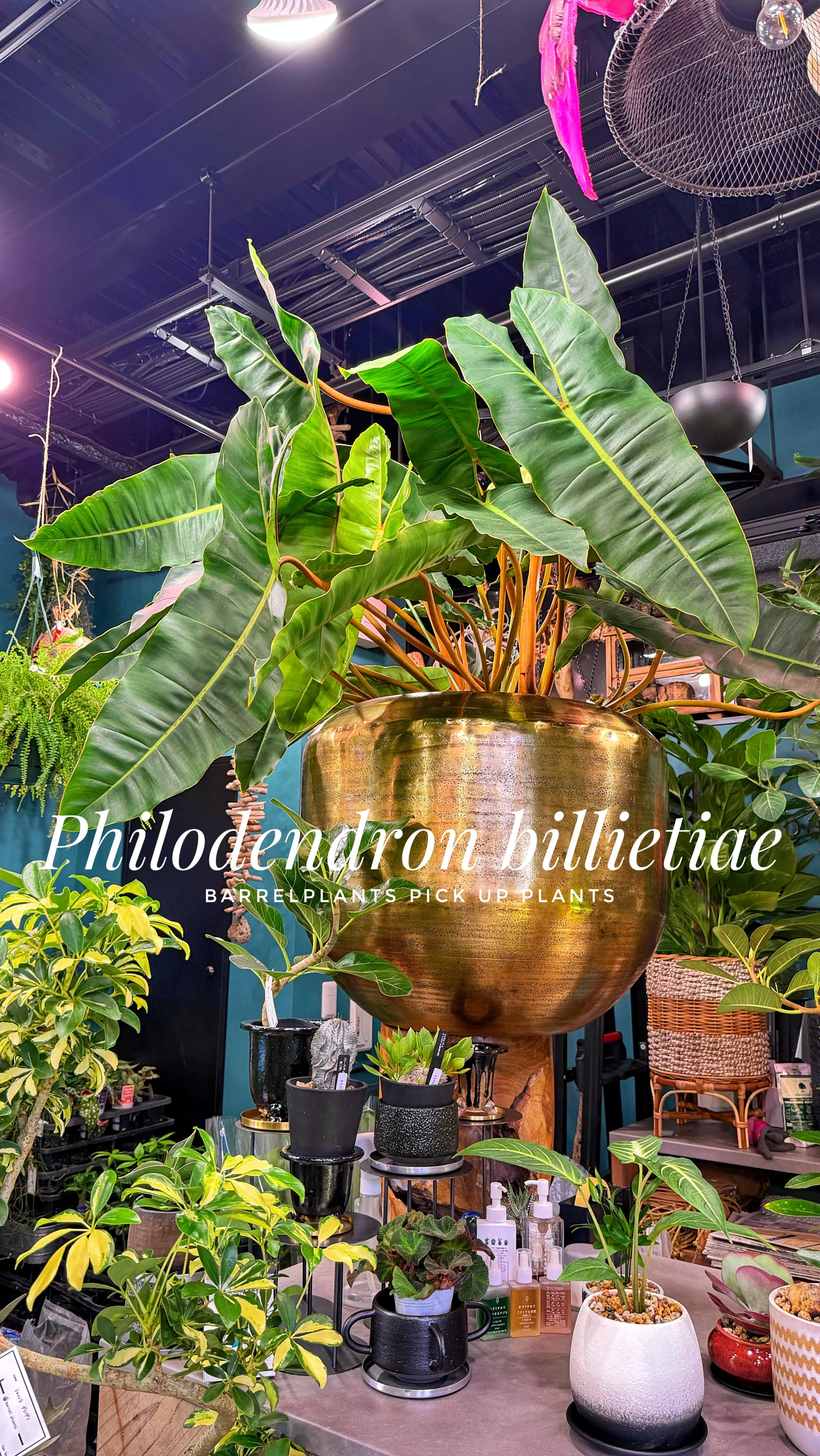 【巨大フィロデンドロン・ビレッティア！barrelplant...