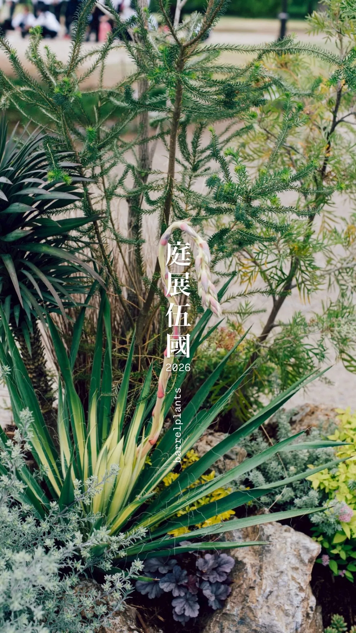 【barrelplantsの庭展伍國2026の記録。